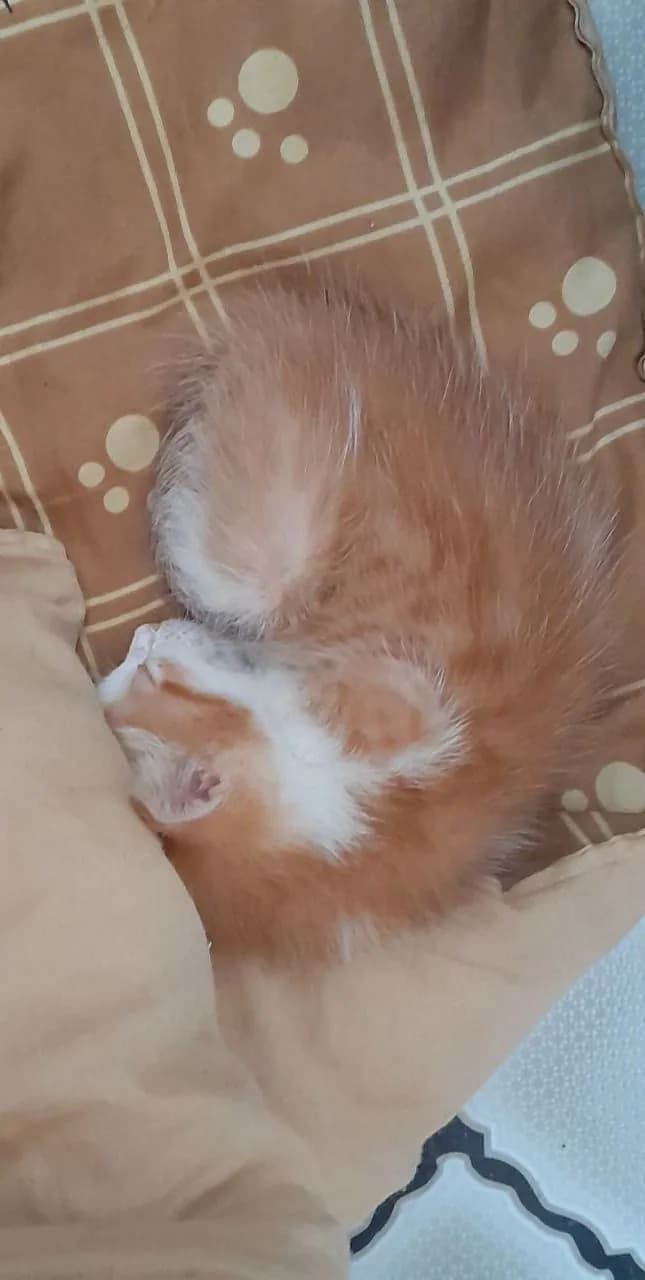 Sora
